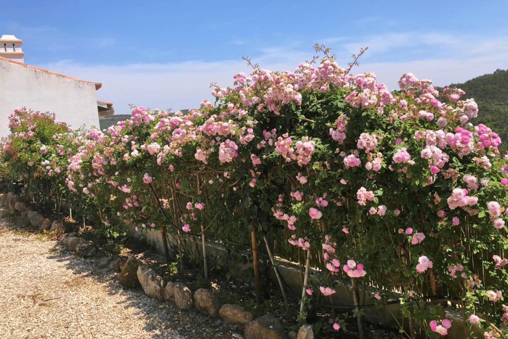 Casas Da Tia Alice - Casas De Campo Encantadoras Em مافرا المظهر الخارجي الصورة